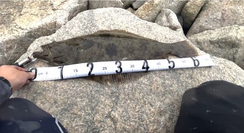 ヒラメの釣果