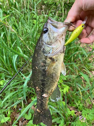 ブラックバスの釣果