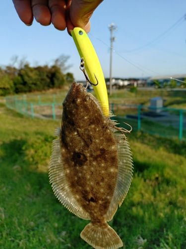 ヒラメの釣果