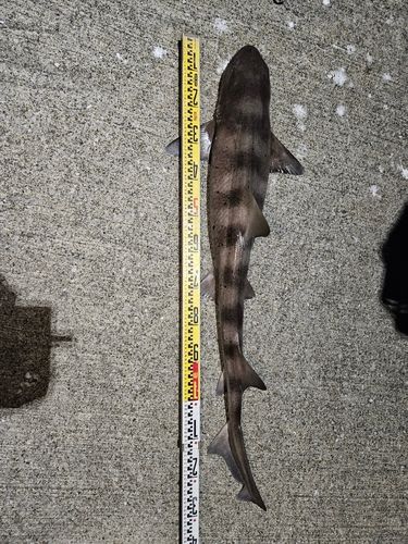 ドチザメの釣果