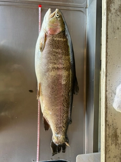 ニジマスの釣果