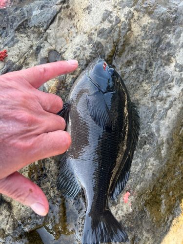 メジナの釣果