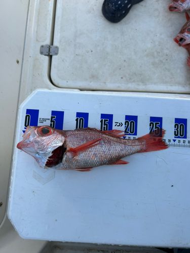 アカムツの釣果