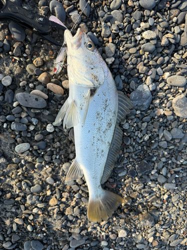 ニベの釣果