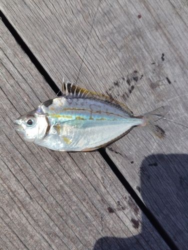 ヒイラギの釣果