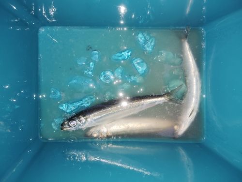 ウルメイワシの釣果