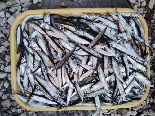 サバの釣果