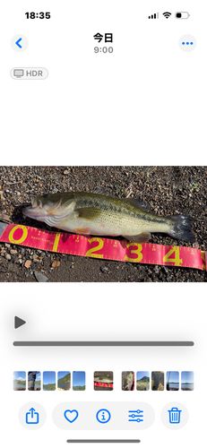 ブラックバスの釣果