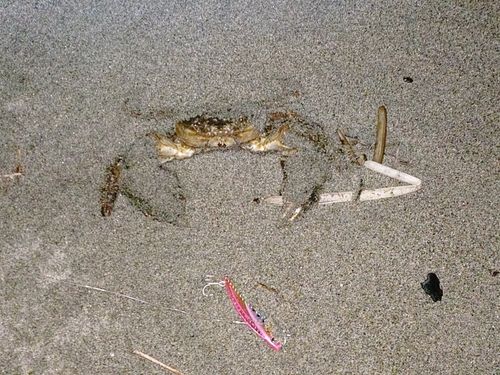 カニの釣果