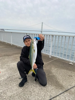 ハマチの釣果