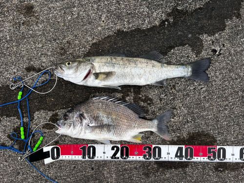 シーバスの釣果