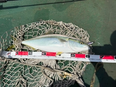 ワラサの釣果
