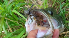 ブラックバスの釣果
