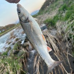 ウグイ