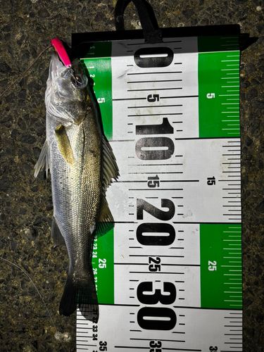 シーバスの釣果