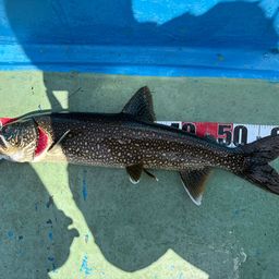 レイクトラウト