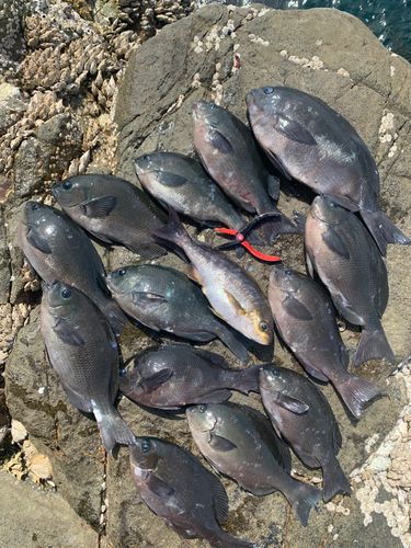 グレの釣果