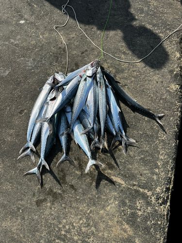 サゴシの釣果