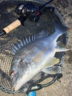 キビレの釣果