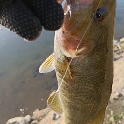 スモールマウスバス