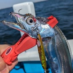タチウオ