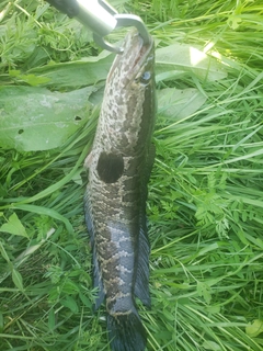 ライギョの釣果