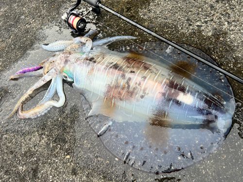 アオリイカの釣果