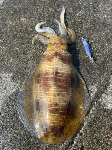 アオリイカの釣果
