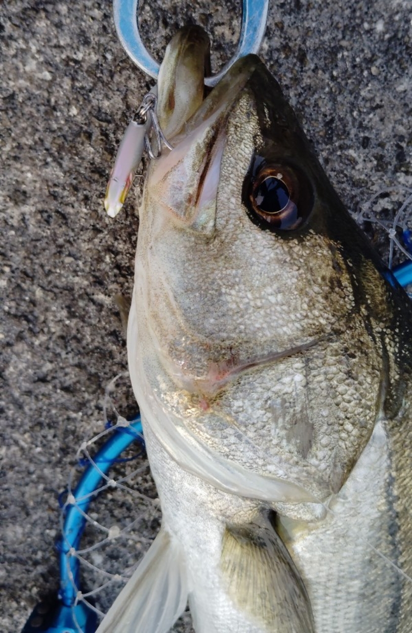 SHIMANO 18ステラ C3000MHGの最安値・インプレ・釣果 | 本音の