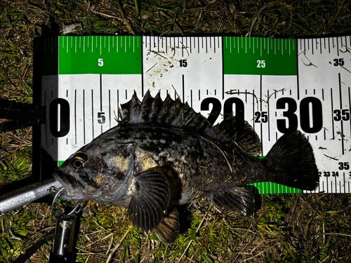 クロソイの釣果
