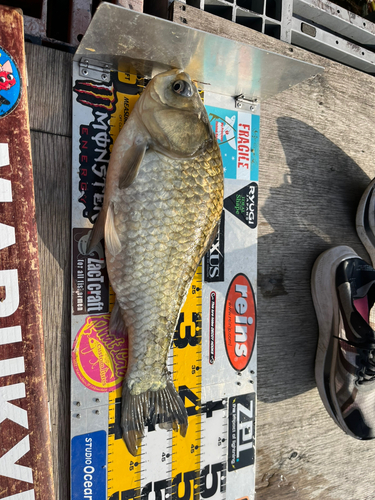 ヘラブナの釣果 - アングラーズ | 釣果600万件の魚釣り情報サイト