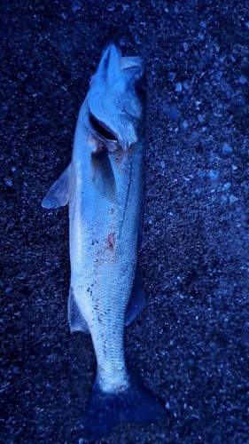 フッコ（マルスズキ）の釣果
