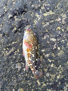 イソゴンベの釣果