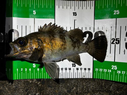 メバルの釣果