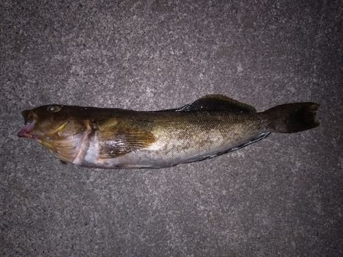 アイナメの釣果