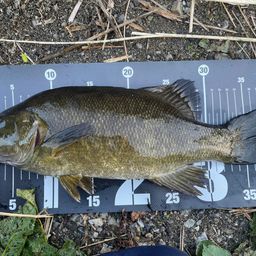 スモールマウスバス