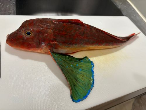 ホウボウの釣果