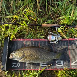 スモールマウスバス