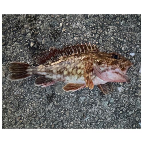 ガシラの釣果