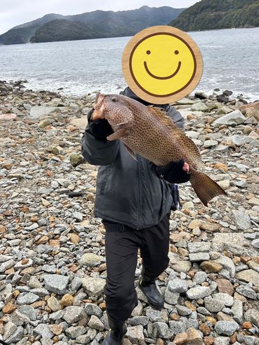 オオモンハタの釣果