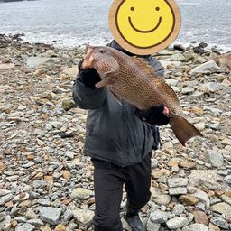オオモンハタ