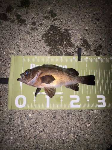 メバルの釣果