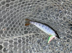 ヤマメの釣果