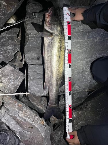 シーバスの釣果