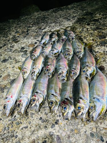 アジの釣果