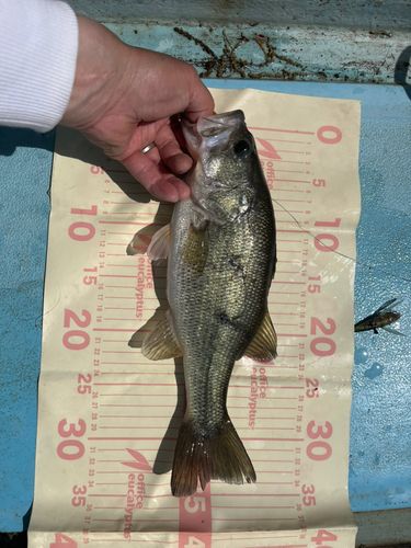 ラージマウスバスの釣果