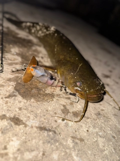 ナマズの釣果