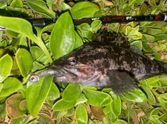 タケノコメバルの釣果