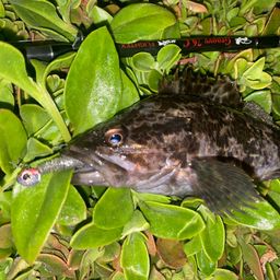 タケノコメバル