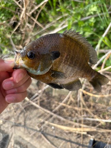 ブルーギルの釣果